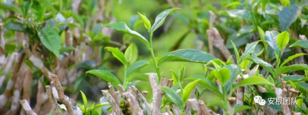 茶树修剪枝再利用存在的问题