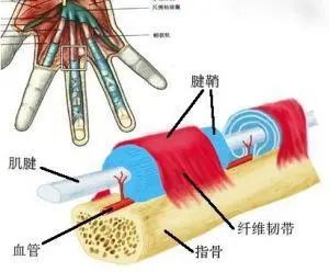 骨病小知识——网球肘,腱鞘炎