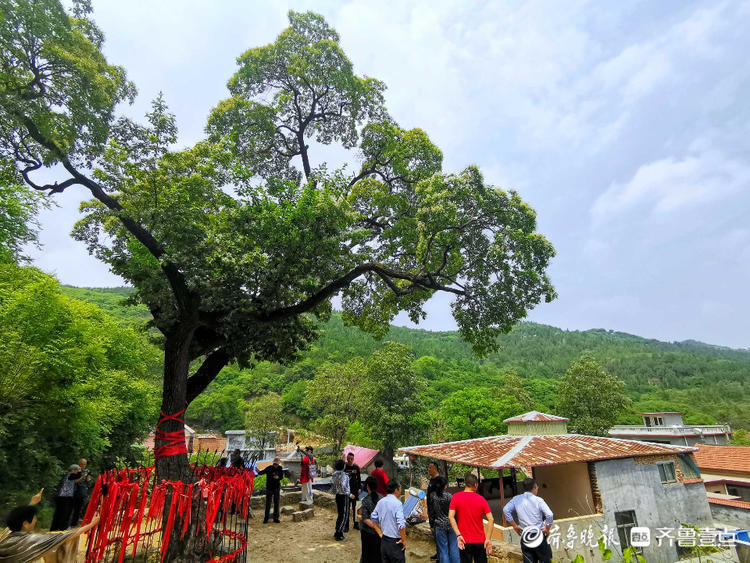 花开齐鲁济南彩石镇捎近村降龙木古树开花香四溢快来看看吧