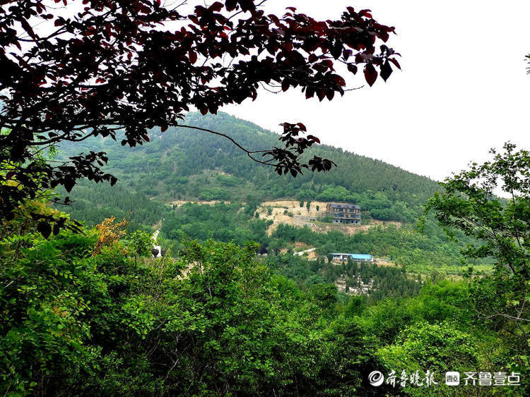 花开齐鲁|济南彩石镇捎近村降龙木古树开花香四溢,快来看看吧