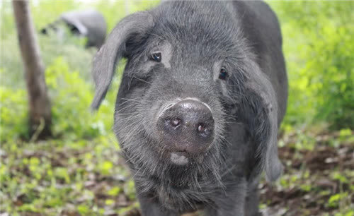 中国驯养了5000年的黑猪,为啥短短几十年就"变"白猪了?