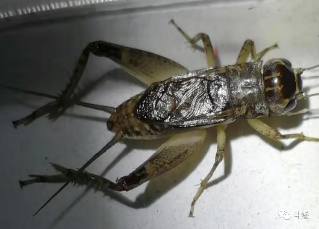 蟋蟀鉴赏:8上红牙青