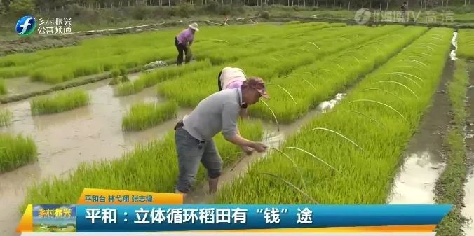 好模式稻蛙共生一田双收