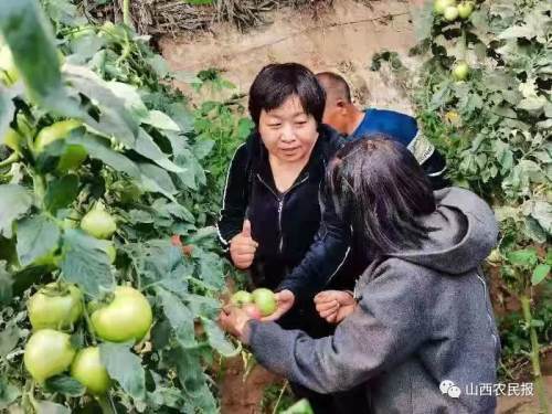 "会种地的女县长" ——山西农业大学教授李灵芝阳高县