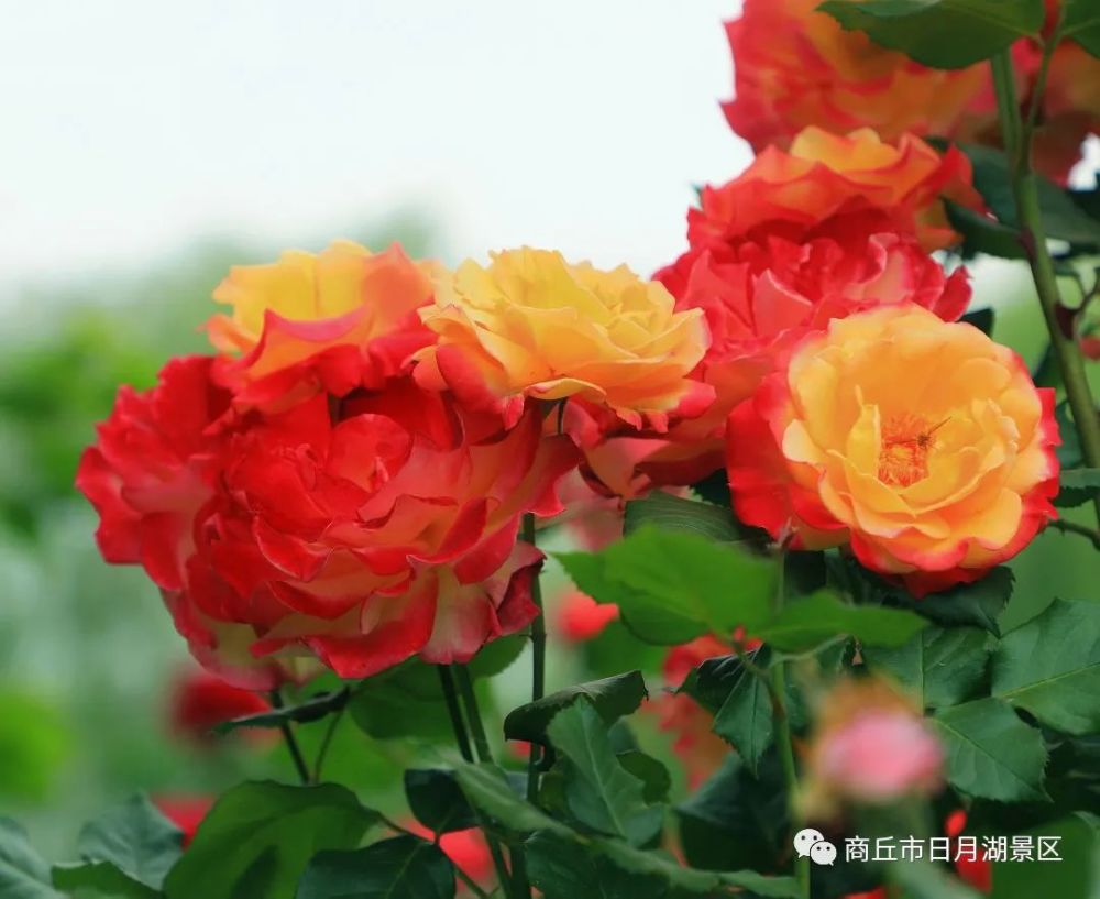 月季花开,满园飘香,商丘人快来这里赏花吧!