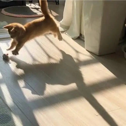 梦境奇遇，与恋犬之吻的深层解析