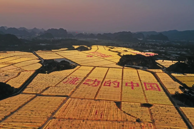 【三品一标】找寻散落大地的星辰-广西火龙果基地催花