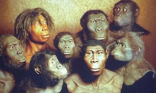 人类的直系祖先到底是谁?