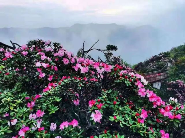 "may"好光雾山,杜鹃花开映山红