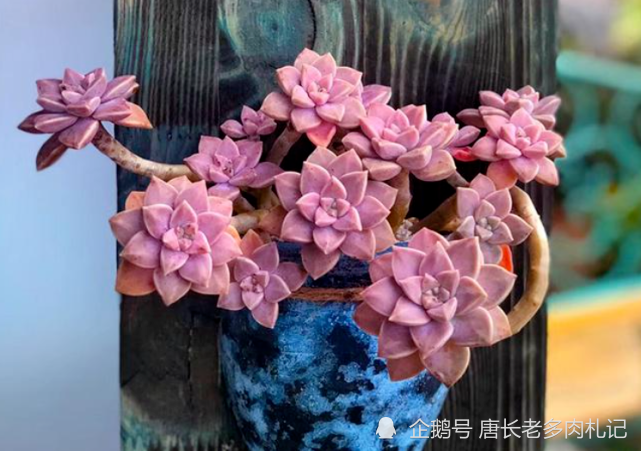 寻找夏天能纯露养的多肉?那你怎么能错过粉嫩甜美的阿伦培呢?