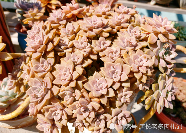 寻找夏天能纯露养的多肉那你怎么能错过粉嫩甜美的阿伦培呢