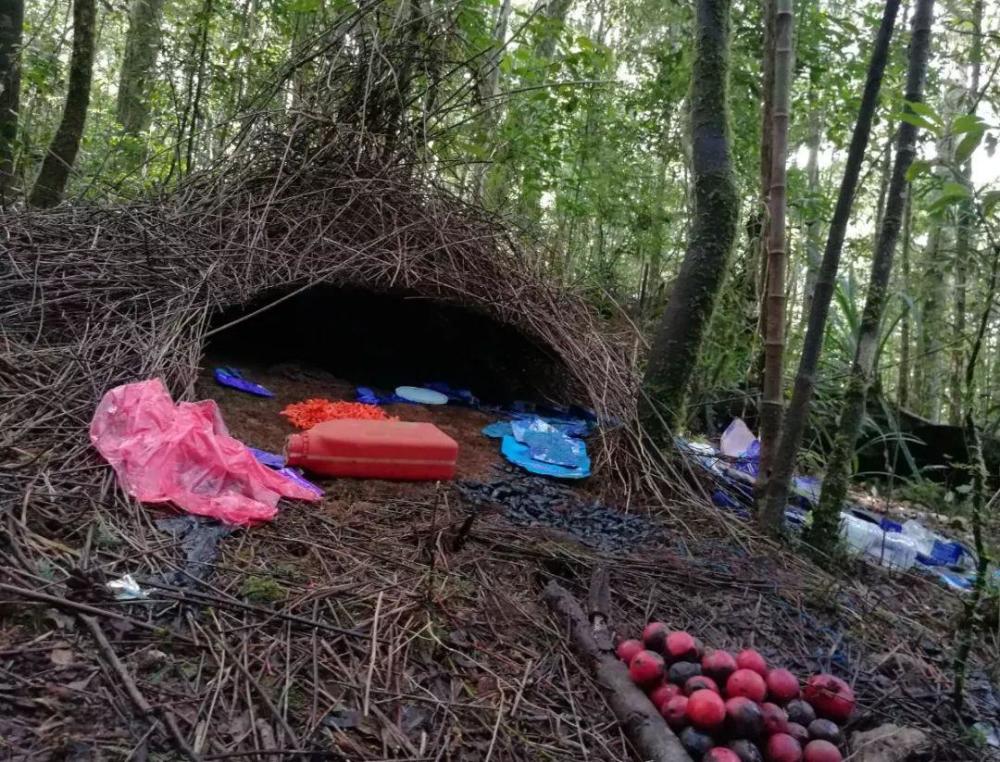 动物界的模仿大师,为了赶走搞破坏的野猪,又学人说话又学狗叫