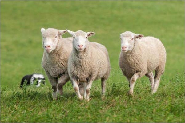 这两个年份的生肖羊,福气都集中在后半生,越老越有福!