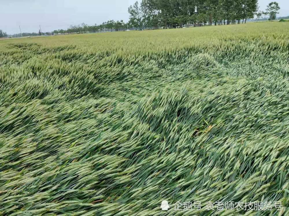 小麦倒伏有根倒和茎折两种,根倒主要是从根部发生倒伏,根倒常常造成大