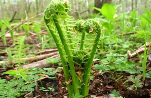 酷似蕨菜吃起来有黄瓜香是地道北方野菜却被称为广东菜