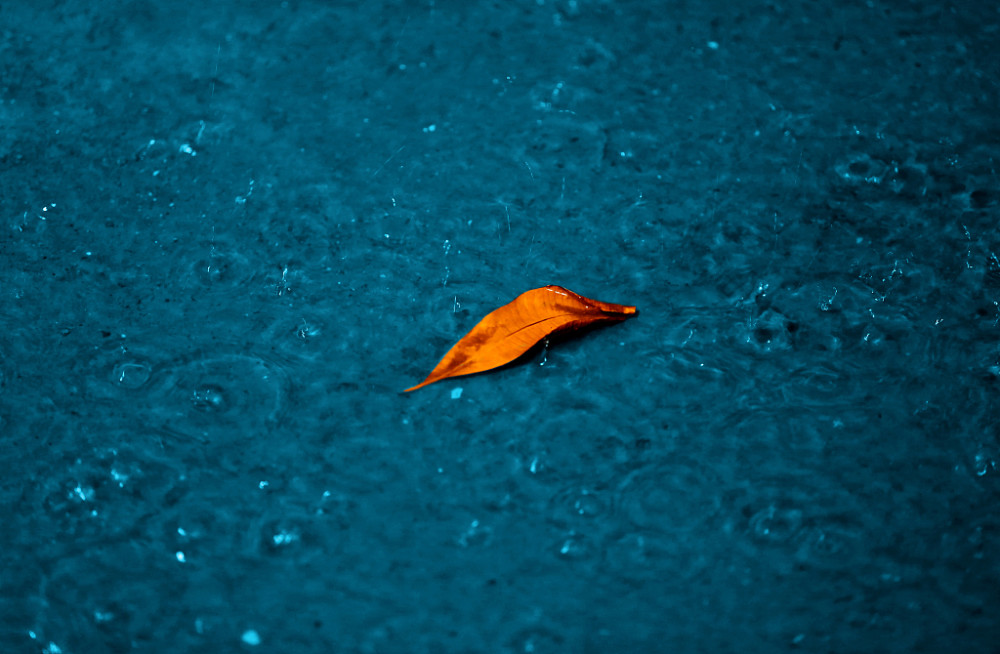 重读三毛,蒙蒙的雨季不再来