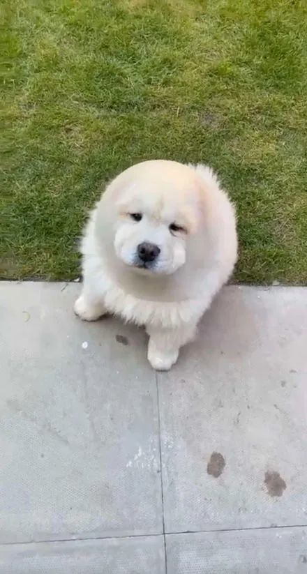 小松狮对头套怀恨在心,病好后就去找它报仇,结果笑喷了!