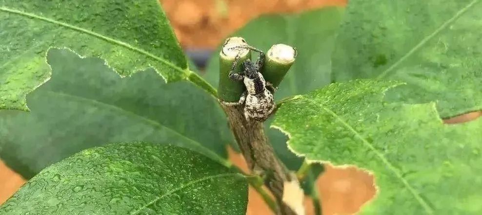 柑橘灰象甲不防治好,严重则面临落果减产,防治的具体措施有哪些?