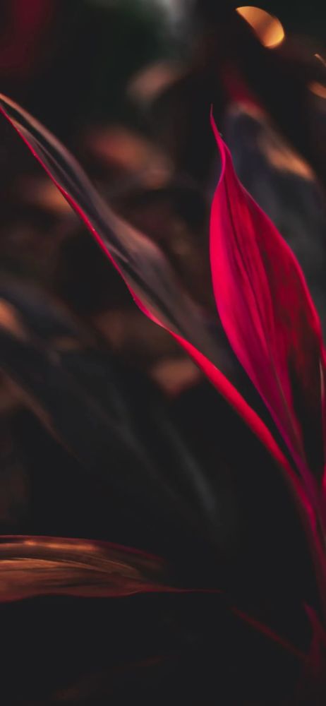 iphonex手机壁纸(苹果xs壁纸,苹果xr壁纸,iphone12壁纸,安卓全屏壁纸