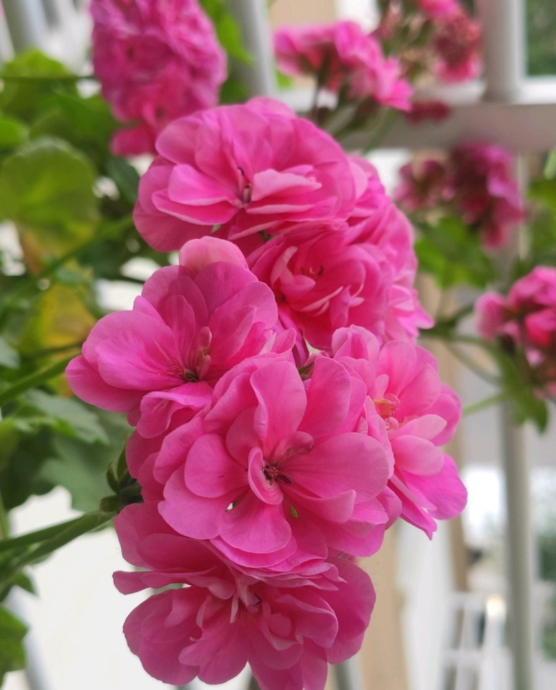 天竺葵"粉女巫"—优秀的阳台盆栽,花朵美若玫瑰,四季都有花看