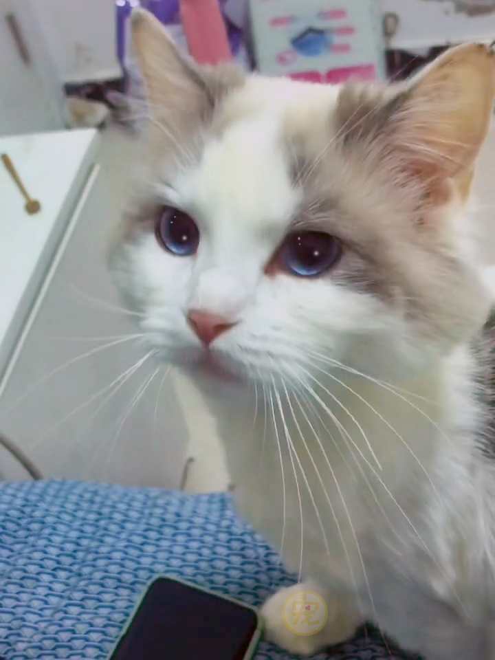 菜市场救下的布偶猫,两个月后生下一窝小猫,没有一个长得像妈!
