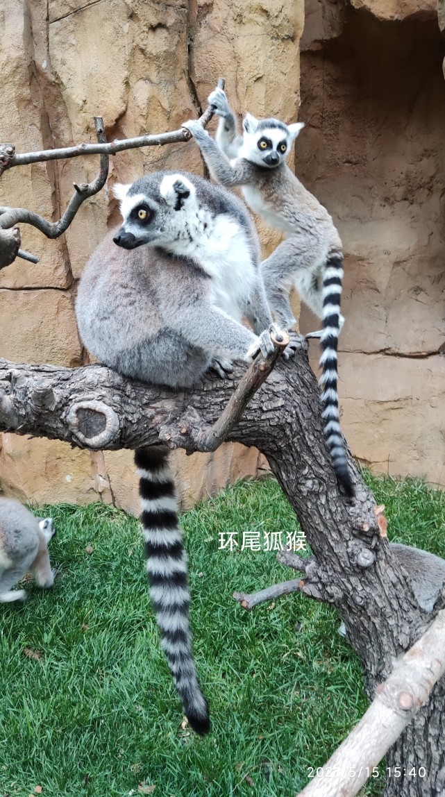 北京野生动物园的环尾狐猴