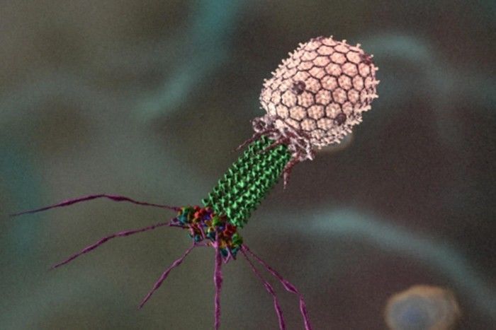 科学家发现新的病毒群体正攻击我们内脏中的细菌