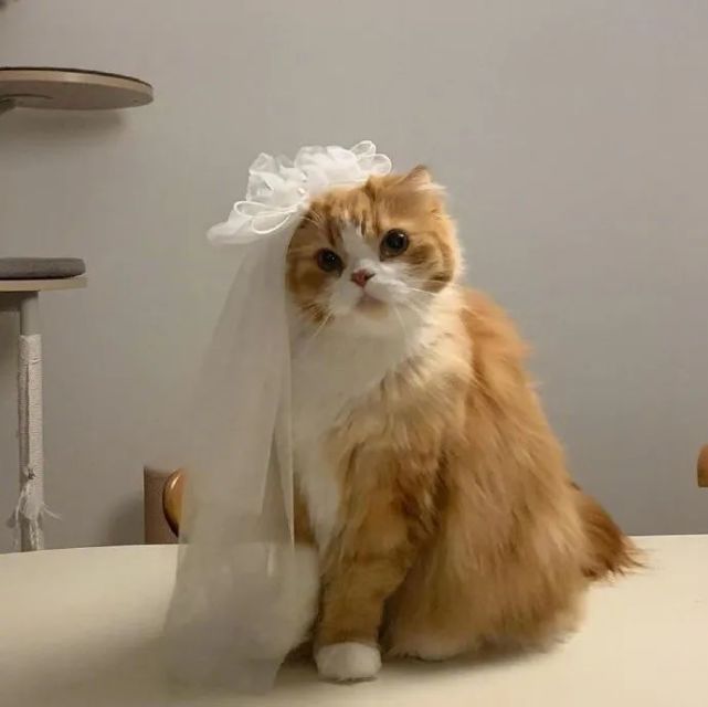 当猫咪穿上婚纱,这个"新娘"有点美!