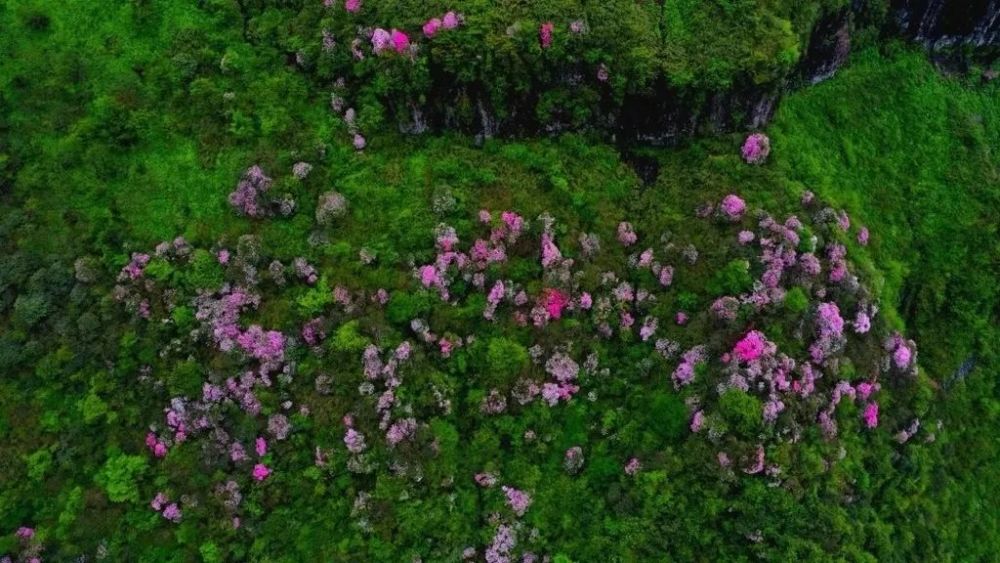 开了开了!瓦屋山杜鹃花已大面积盛开,快来打卡