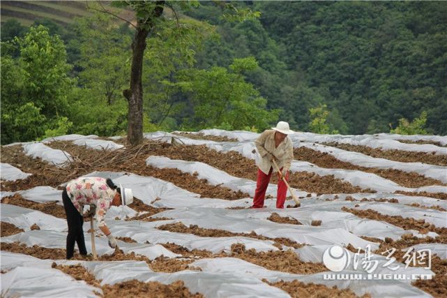 白河县茅坪镇狠抓产业富乡亲