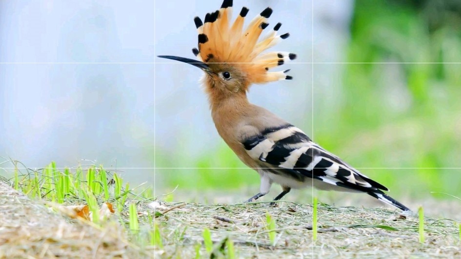 彩色鸟(如上图1),细细长长的嘴巴,五彩羽 毛,分外惹人注意,形似啄木鸟