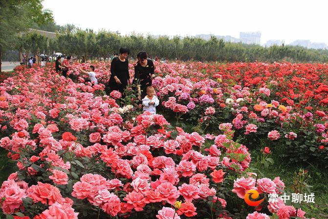 组图月季花海香满城
