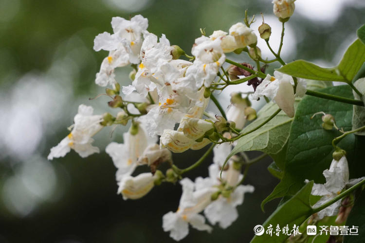 花开齐鲁|清新一夏!济南大明湖的黄金树开花啦,洁白如雪别样美