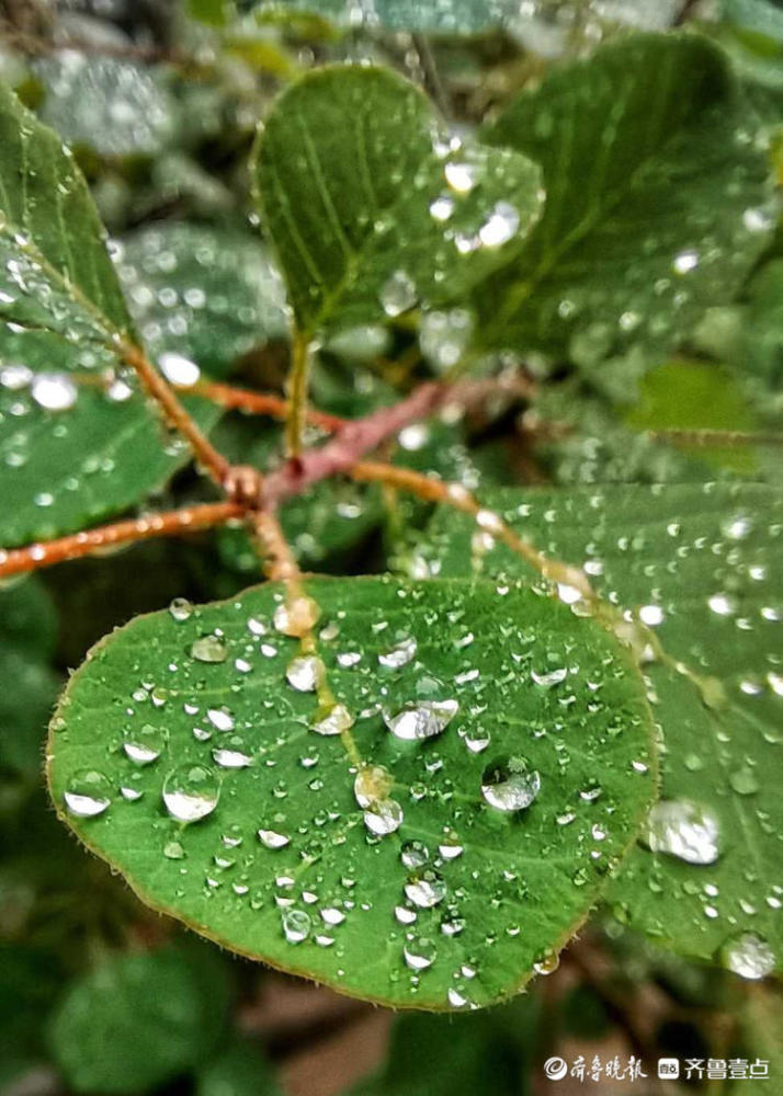 情报站|淅淅沥沥小雨至!漫步济南英雄山风景区,别有一番韵味