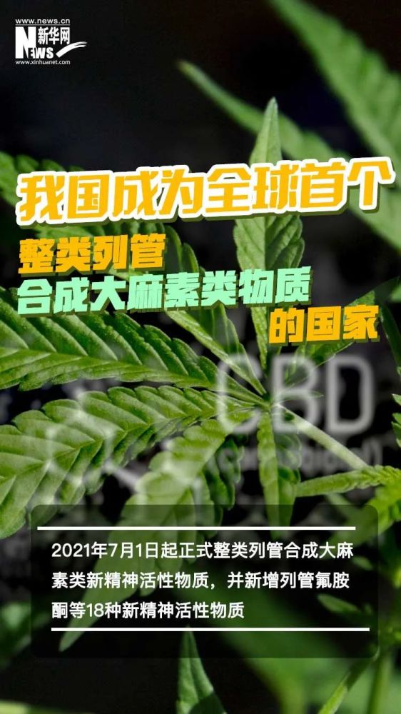 那么 什么叫合成大麻素类物质 它有什么特点 对人体到底有什么危害 让