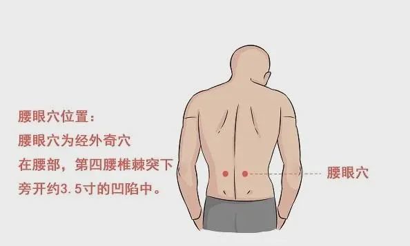 【解剖位置】 在腰背筋膜,背阔肌,髂肋肌中;浅层主要布有臀上皮神经