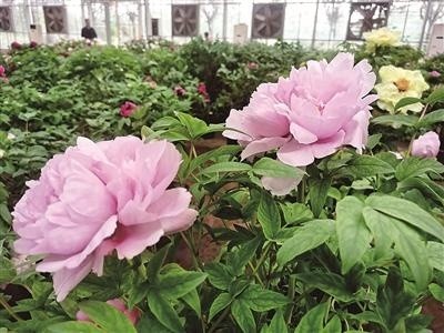 第十届中国花博会将于21日开幕,牡丹为会花,首批洛阳牡丹运抵上海