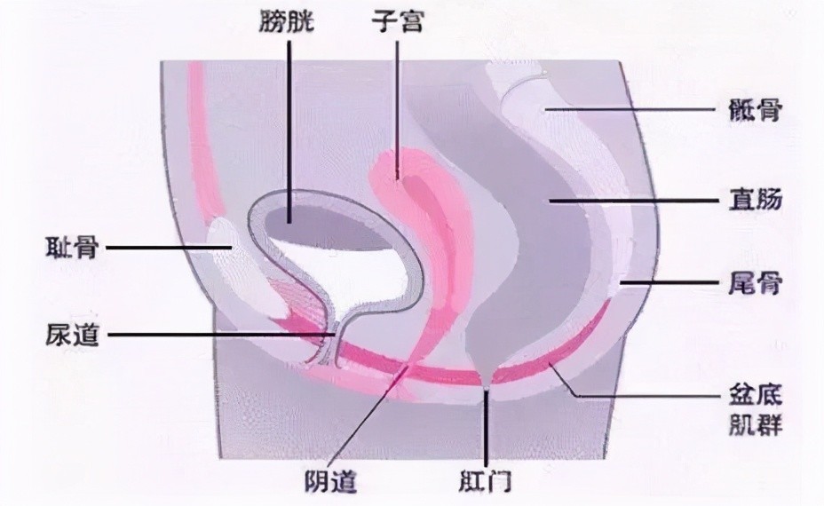 骨盆的下方,该肌肉群可封闭骨盆底部,盆底肌群承载着上方的膀胱,子宫