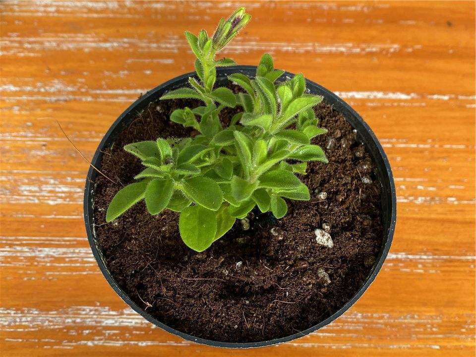 矮牵牛怎么种?从"出生"到开花,一条龙教你!