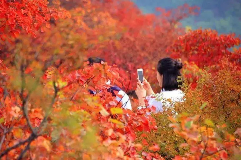 川西红枫岭