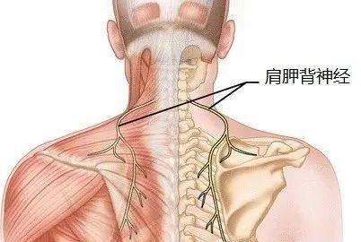 疼痛区域和症状:颈肩背部不适,酸痛为主,位置不明且没有睡觉时常常没