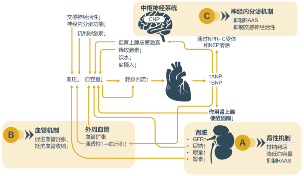 当世界高血压日遇上acc,它们会碰撞出怎样的火花?