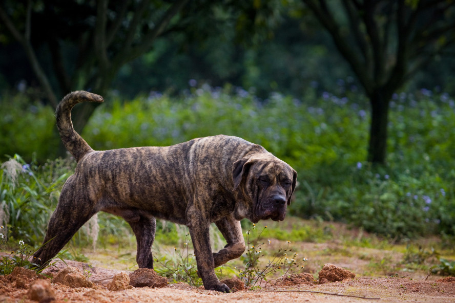 世界十大凶犬—杀人犬,加纳利犬