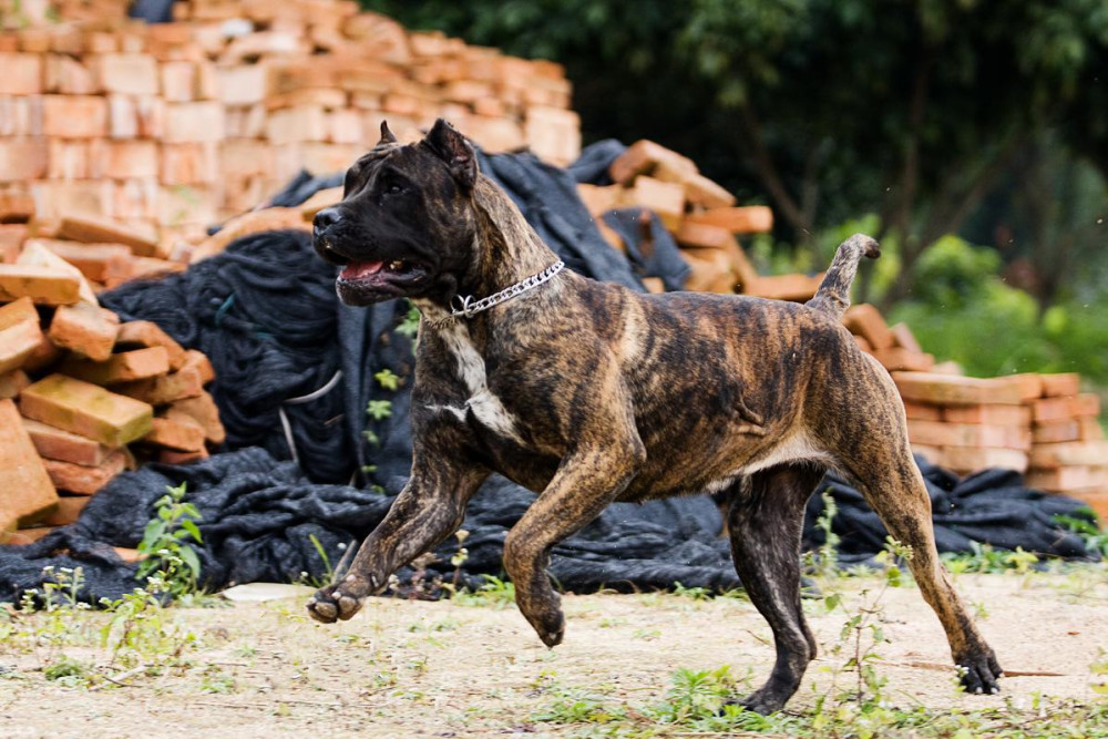 世界十大凶犬—杀人犬,加纳利犬
