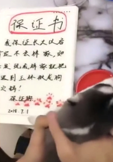 主人威逼小二哈在保证书上按手印,狗妈的反应亮了:不要太过分
