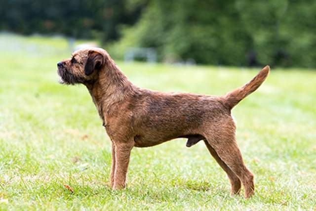 昨天我们分享了佛兰德斯牧牛犬(bouvier des flandres)的起源和历史