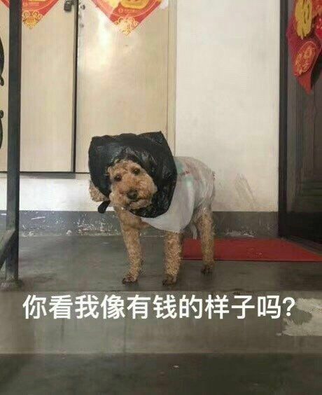 每日欢乐 那些傻不拉几的的表情包