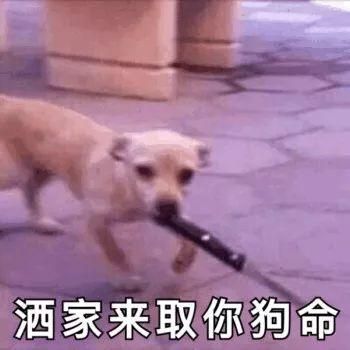 每日欢乐 那些傻不拉几的的表情包
