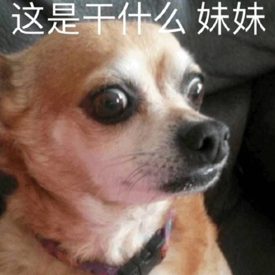 每日欢乐 那些傻不拉几的的表情包