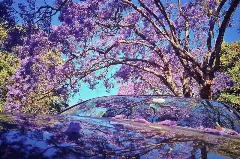 初夏的普洱 蓝花楹挂满枝头 一树树蓝紫色的风景 宁静,深邃,悠远 悄然